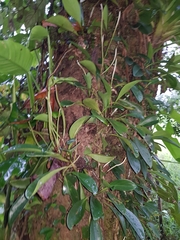 Peperomia obtusifolia