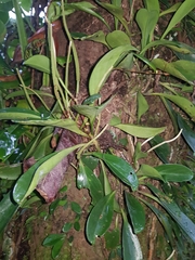 Peperomia obtusifolia