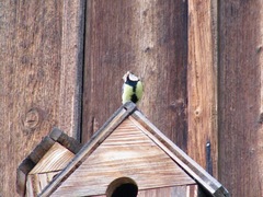 Parus major major