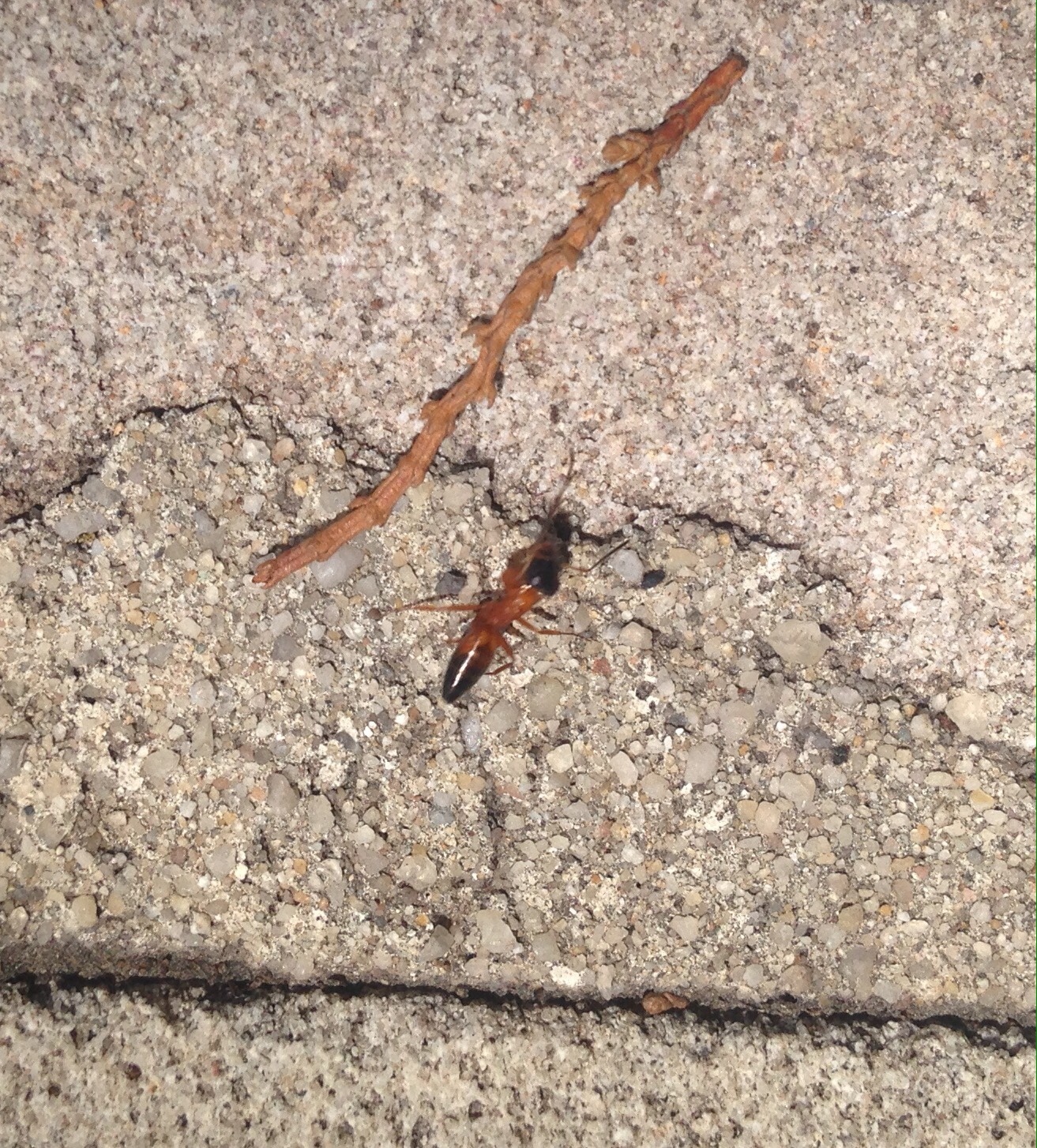 Opisthopsis rufithorax