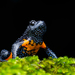 Galaxy Frog - Photo (c) Daniel V Raju, some rights reserved (CC BY-NC), uploaded by Daniel V Raju