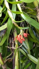 Scaphyglottis imbricata