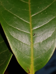 Guatteria costaricensis