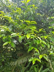 Guatteria costaricensis