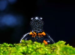 Kerala Hills Frog photo 5