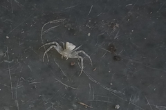 Thomisidae