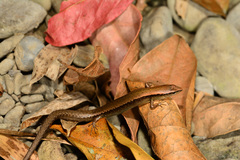 Scincella formosensis