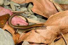 Scincella formosensis