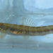 Zodiac Loach - Photo (c) K N Kausthubh, some rights reserved (CC BY-NC), uploaded by K N Kausthubh