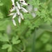 White Ramping-Fumitory - Photo (c) Deb, some rights reserved (CC BY-NC), uploaded by Deb