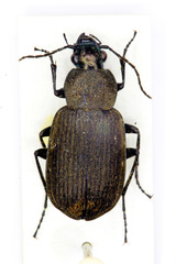 Chlaenius tristis