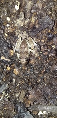 Eleutherodactylus planirostris