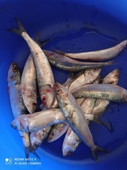 Sardinella longiceps