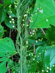 Cassytha filiformis image