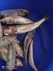 Sardinella longiceps