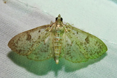 Palpita freemanalis