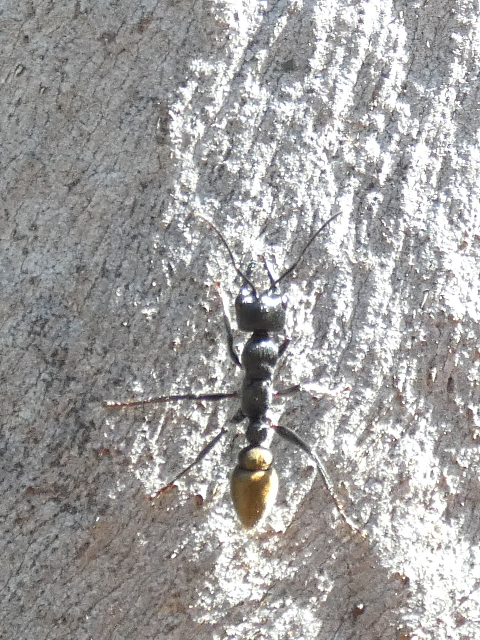 Myrmecia piliventris