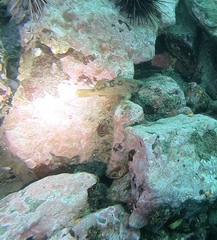 Sebastes flavidus