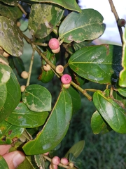 Ficus colubrinae