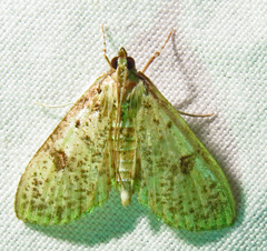 Palpita freemanalis