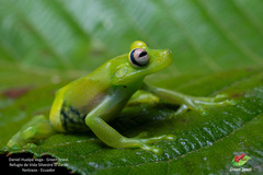 Demerara Falls Treefrog photo 3