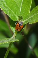 Deraeocoris punctum