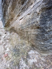 Thinopyrum intermedium intermedium