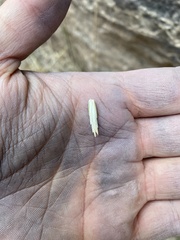 Thinopyrum intermedium intermedium