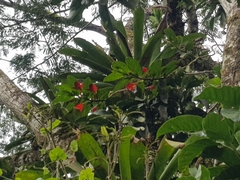 Columnea nicaraguensis