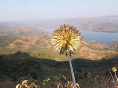 Echinops sahyadricus