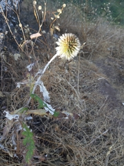 Echinops sahyadricus