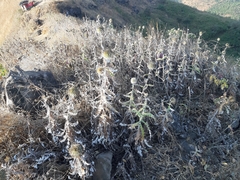 Echinops sahyadricus