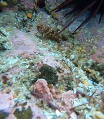 Artedius harringtoni