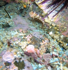 Artedius harringtoni