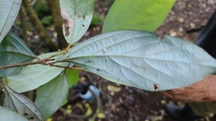 Neolitsea dealbata