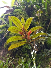 Columnea verecunda
