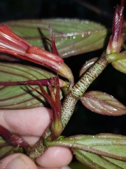 Columnea verecunda
