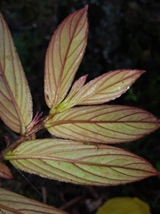 Columnea verecunda