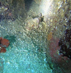 Hemilepidotus hemilepidotus