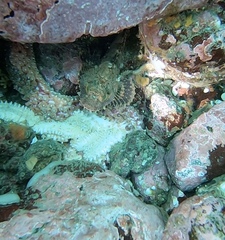 Hemilepidotus hemilepidotus