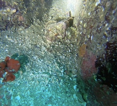 Hemilepidotus hemilepidotus