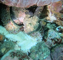 Hemilepidotus hemilepidotus