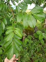 Lonchocarpus monteviridis