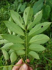 Lonchocarpus monteviridis
