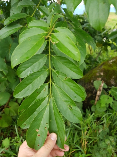 Lonchocarpus monteviridis