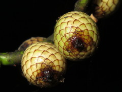 Calamus moti