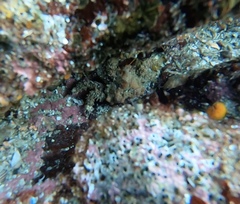 Phyllolithodes papillosus