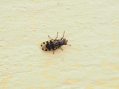 Ceroxys hortulana