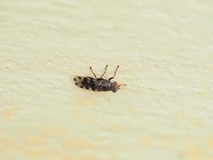Ceroxys hortulana