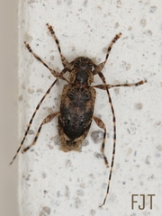 Eutrichillus comus